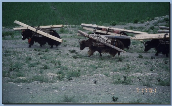 Yaks tragen Bauholz für die neue Gompa.jpg