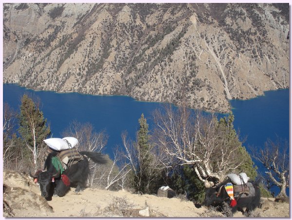Yaks tragen das Salz aus Tibet am Poksumdo See.JPG