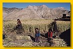 Frauen beim Einbringen der Gerstenernte.jpg